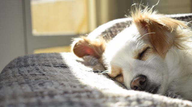 Causes and Solutions for Poor Sleep Quality