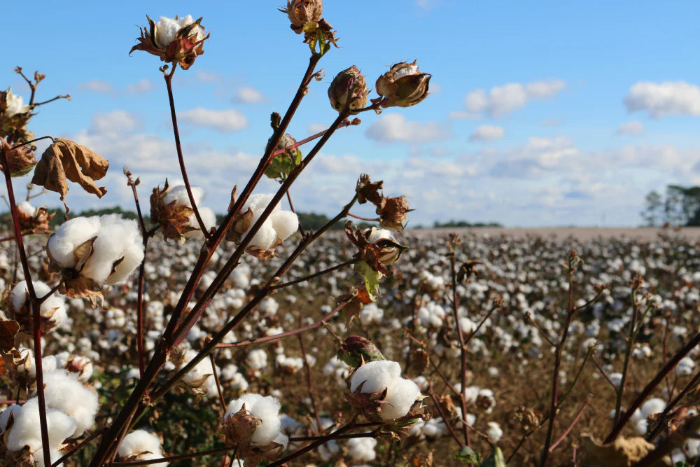Is 100% Cotton Good for a Duvet Cover?
