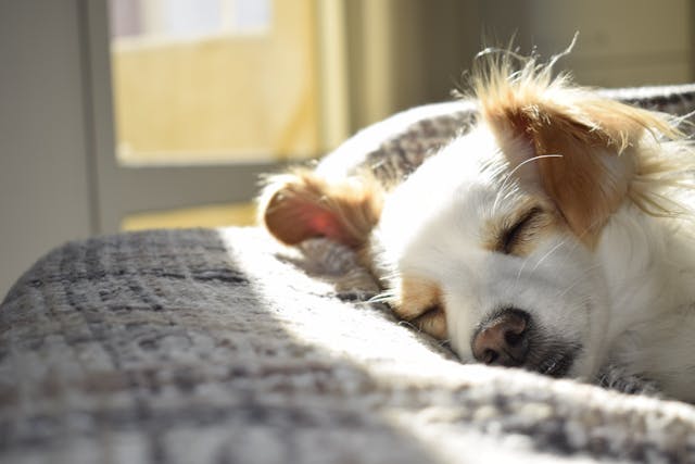 Causes and Solutions for Poor Sleep Quality