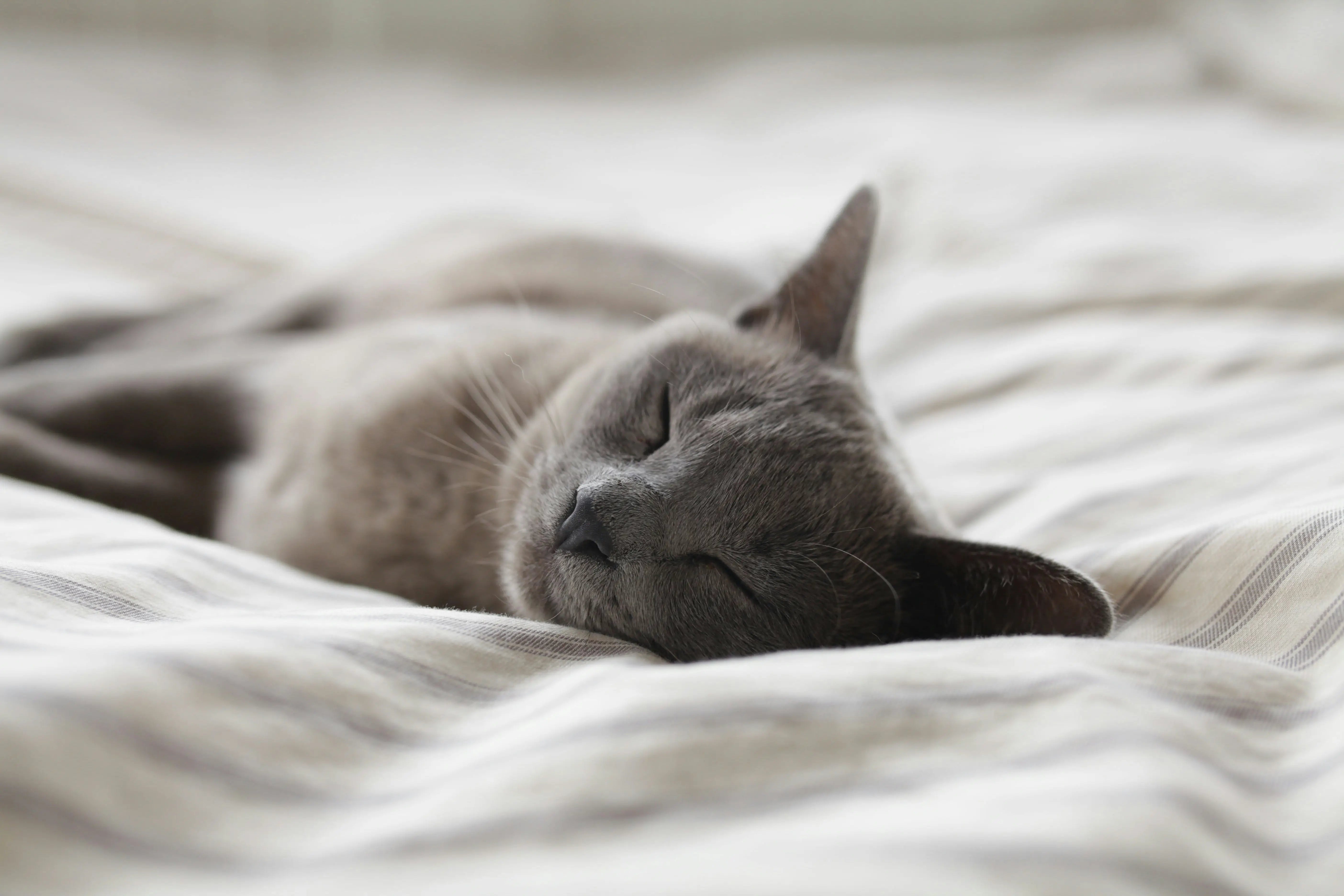 Summer Bedding Trends: Fresh, Comfortable, and Stylish Ideas for Your Bedroom